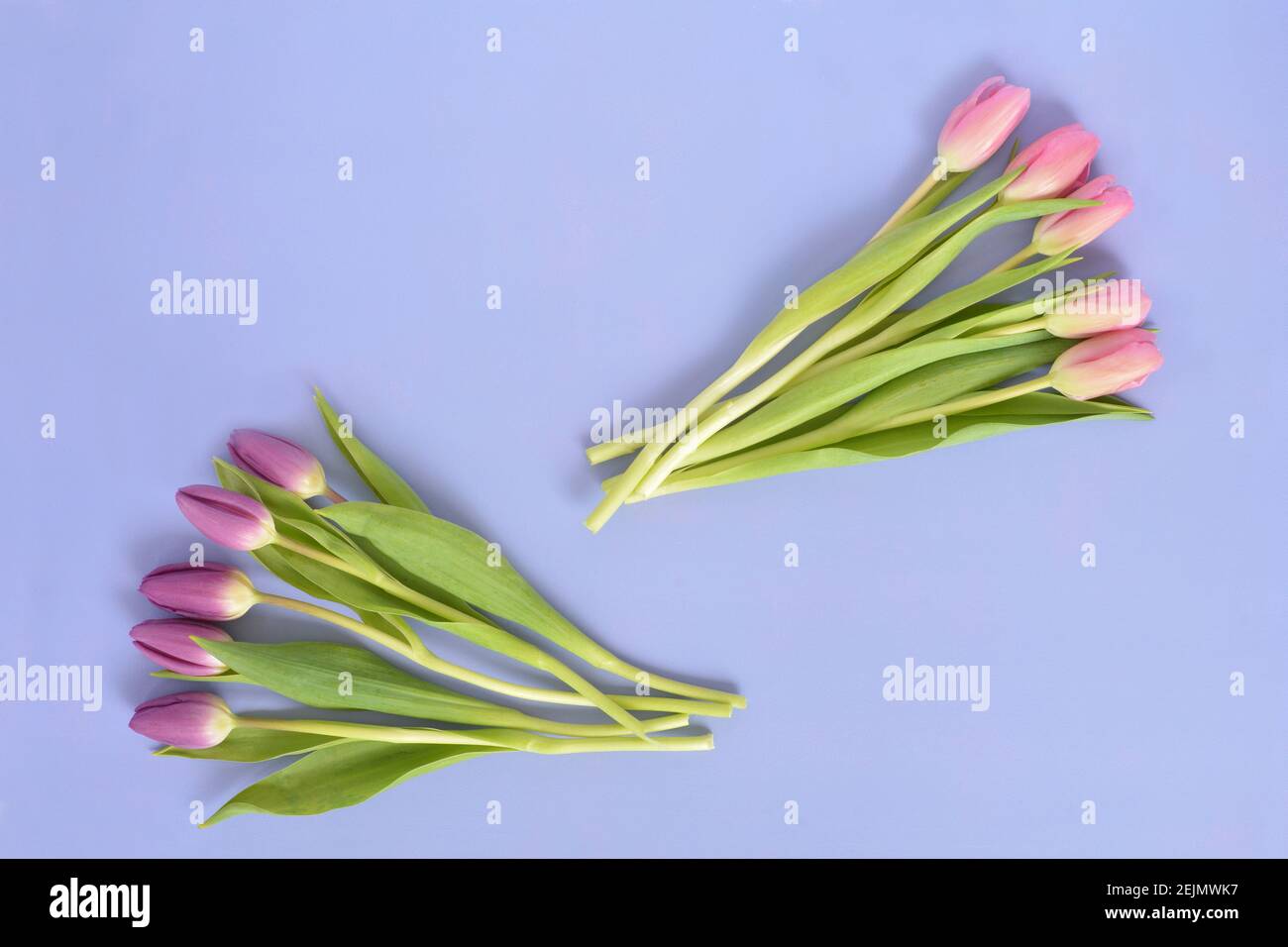 Tulipani rosa e viola appena tagliati su sfondo malva in formato orizzontale in composizione piatta con spazio per il testo. Foto Stock