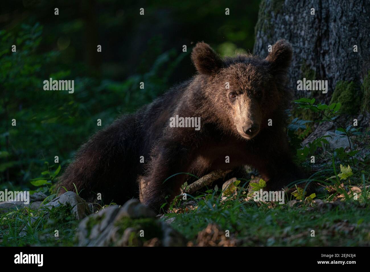 Orso bruno europeo (Ursus arctos), foresta di Notranjska, Slovenia. Foto Stock