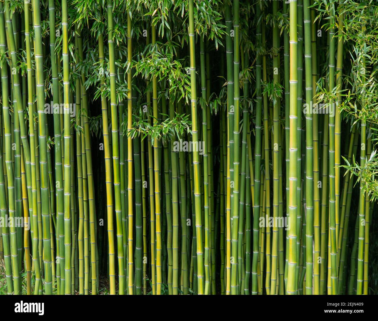 Sfondo di bambù semplice, Foto Stock