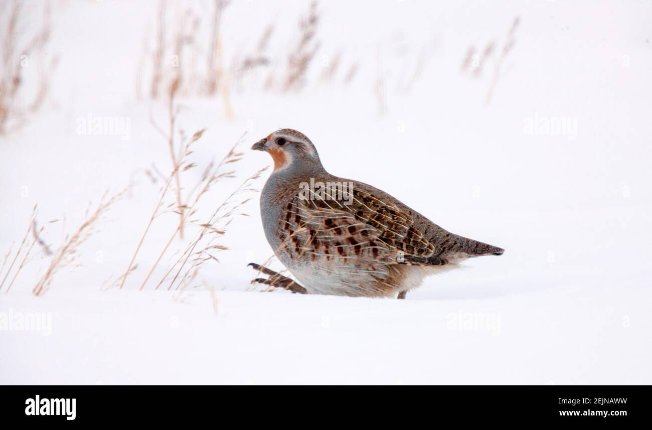 Partridge in Saskatchewan Canada stagione Prairie scena Foto Stock