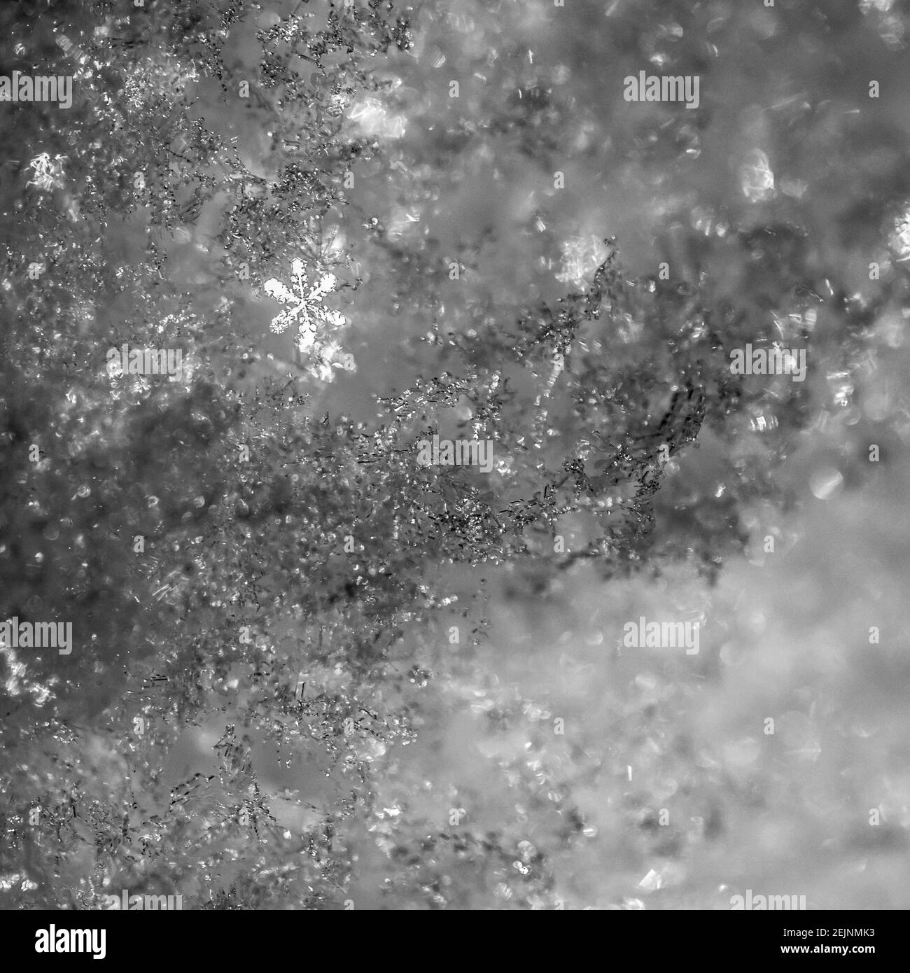 Fiocco di neve singolo sul letto di neve Foto Stock
