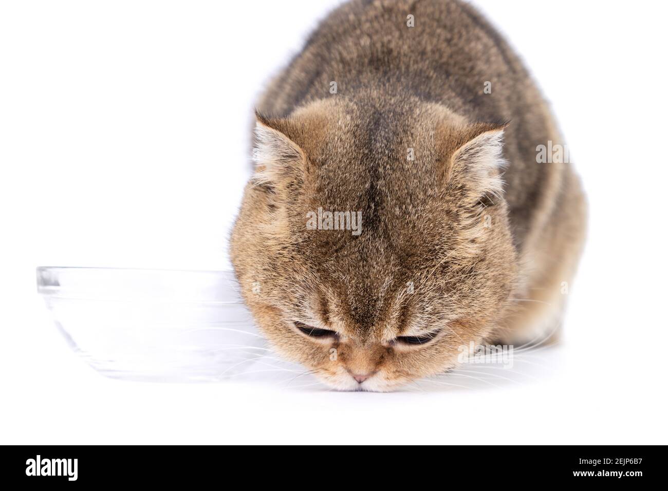 golden scottish fold cat accanto a una ciotola di vetro uno sfondo bianco Foto Stock