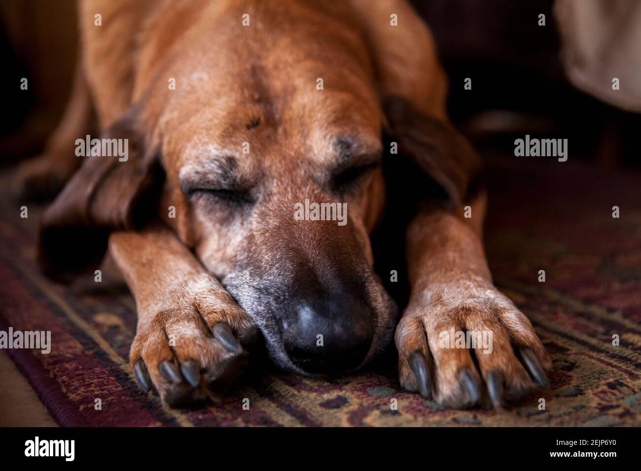 Primo piano del vecchio cane del sangue che dorme su un tappeto Foto Stock