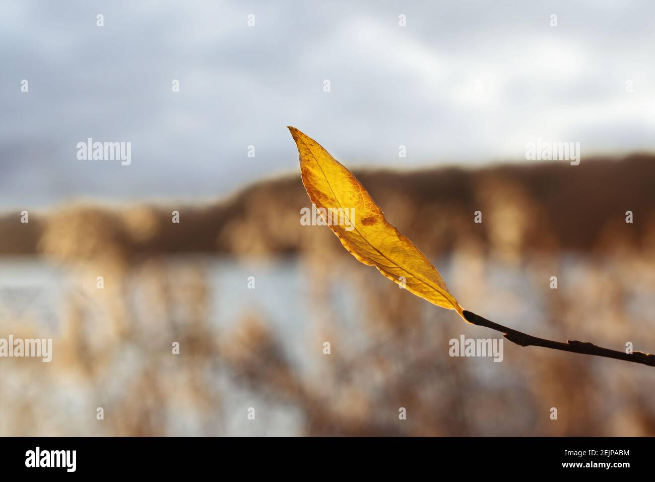 Foglia gialla d'autunno sullo sfondo della riva del lago. Foto Stock