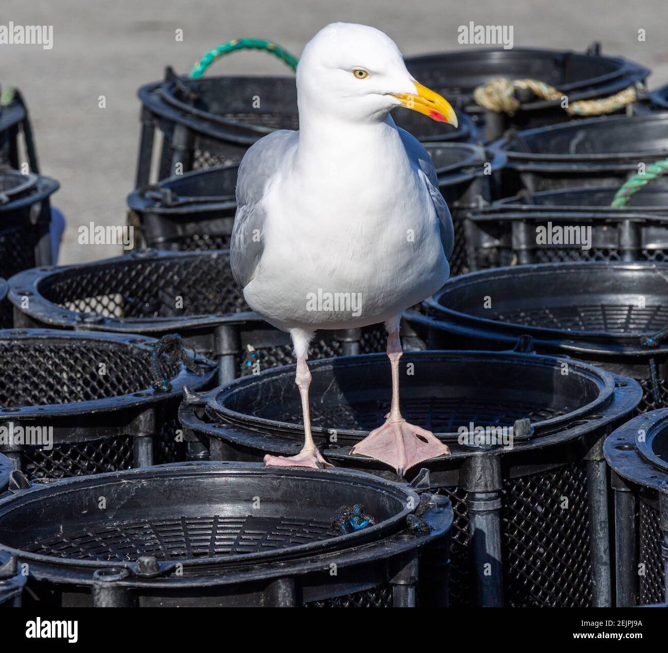 Aringa Gull Larus argentatus in pieno piumaggio adulto in piedi Vasi di gamberi Foto Stock