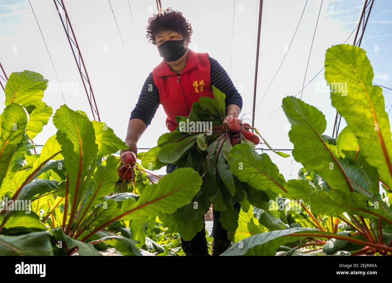Gli agricoltori raccolgono le carote in una fattoria nel distretto di Yuquan, città di Hohhot, regione autonoma della Mongolia interna della Cina del nord, il 3 marzo 2020. Foto Stock