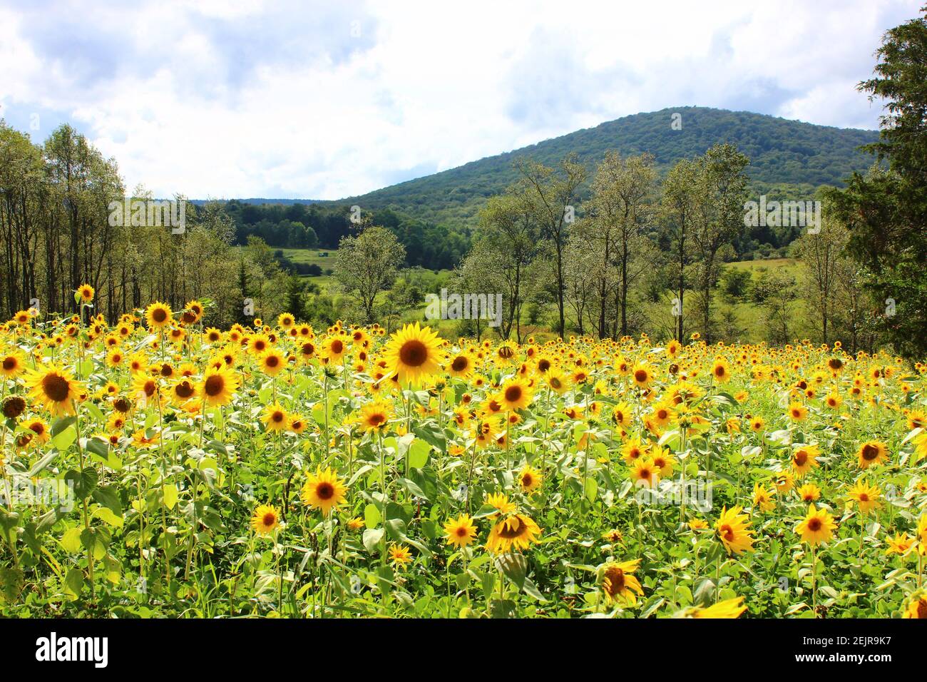 Campo di girasoli Foto Stock