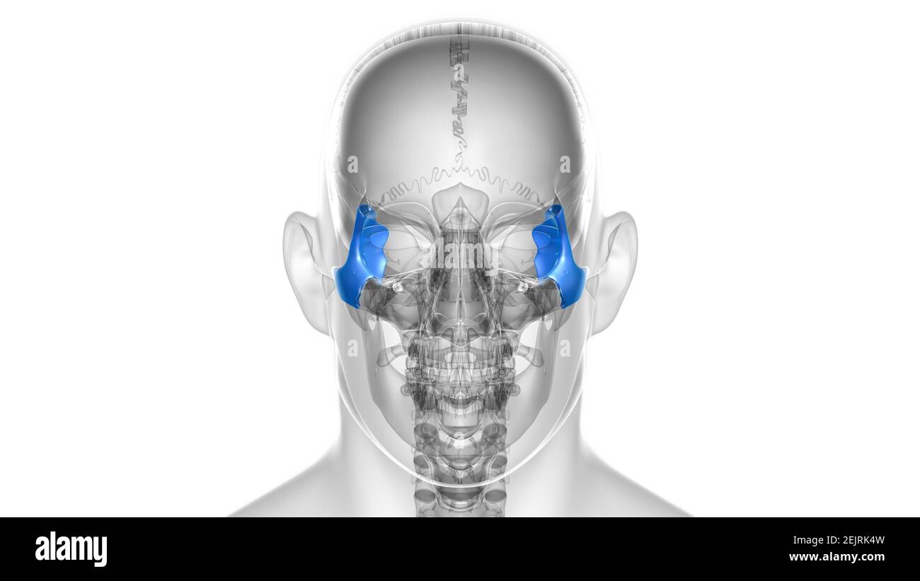 Anatomia ossea zigomatica del cranio umano per l'illustrazione 3D del concetto medico Foto Stock