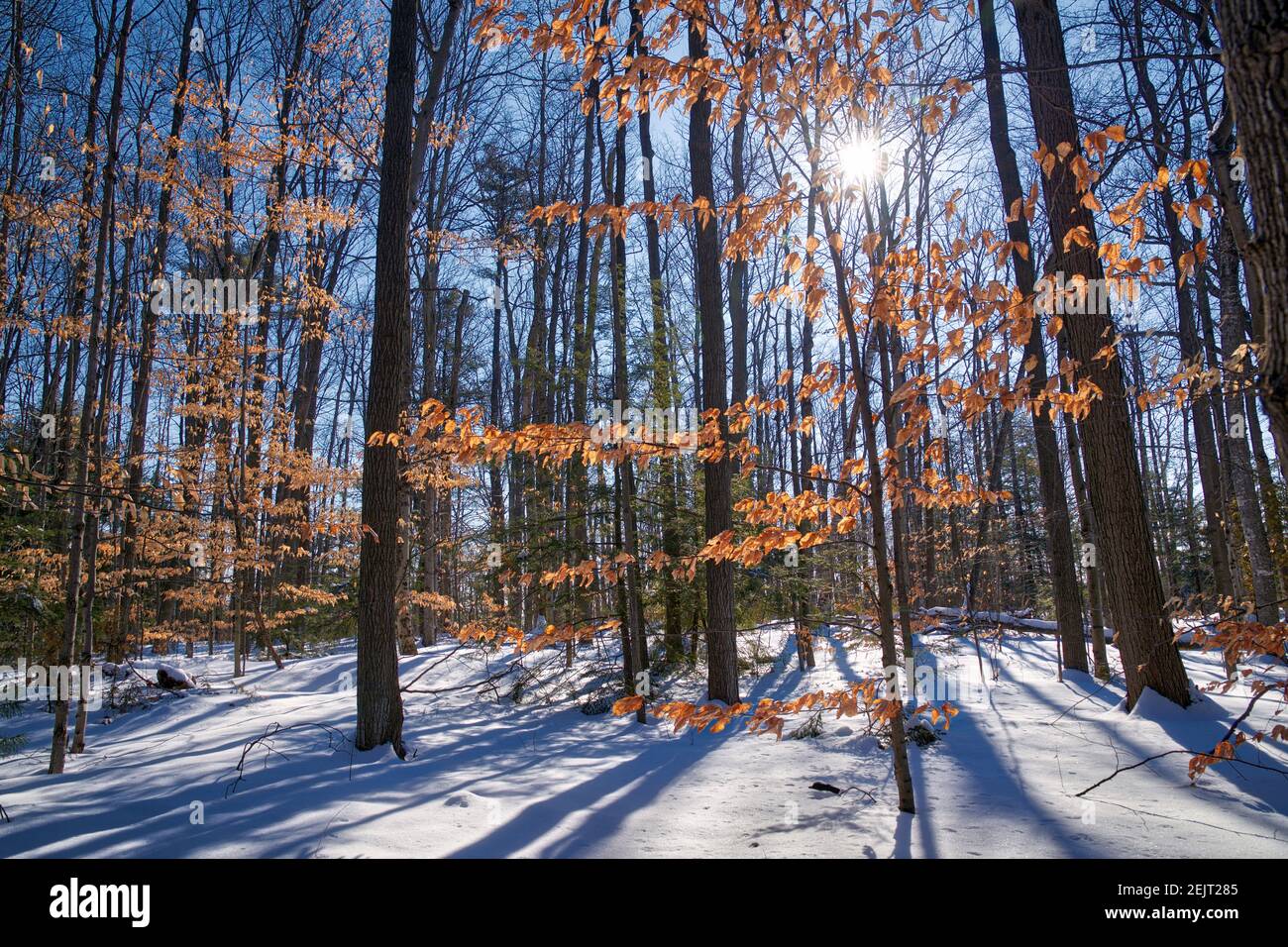 Colore vivace delle foglie di quercia dopo una nevicata nel primo inverno nella foresta. Foto Stock