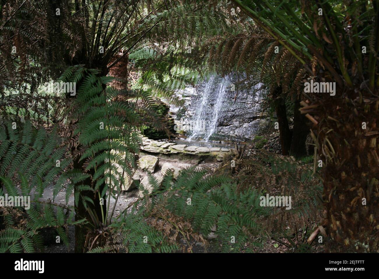 belle palme si allargano i loro rami Foto Stock