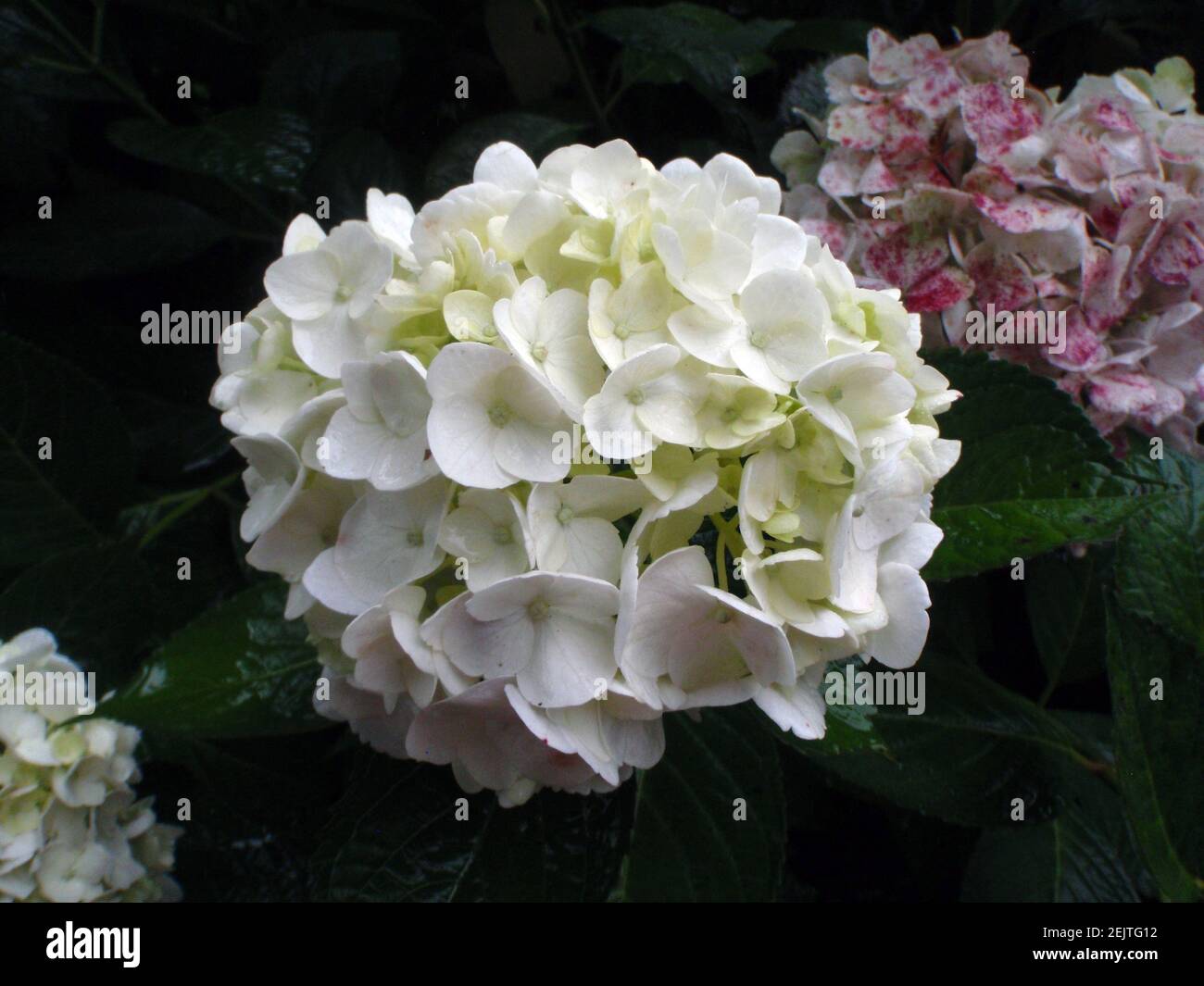 primo piano di idrangea bianca pura in piena fioritura Foto Stock