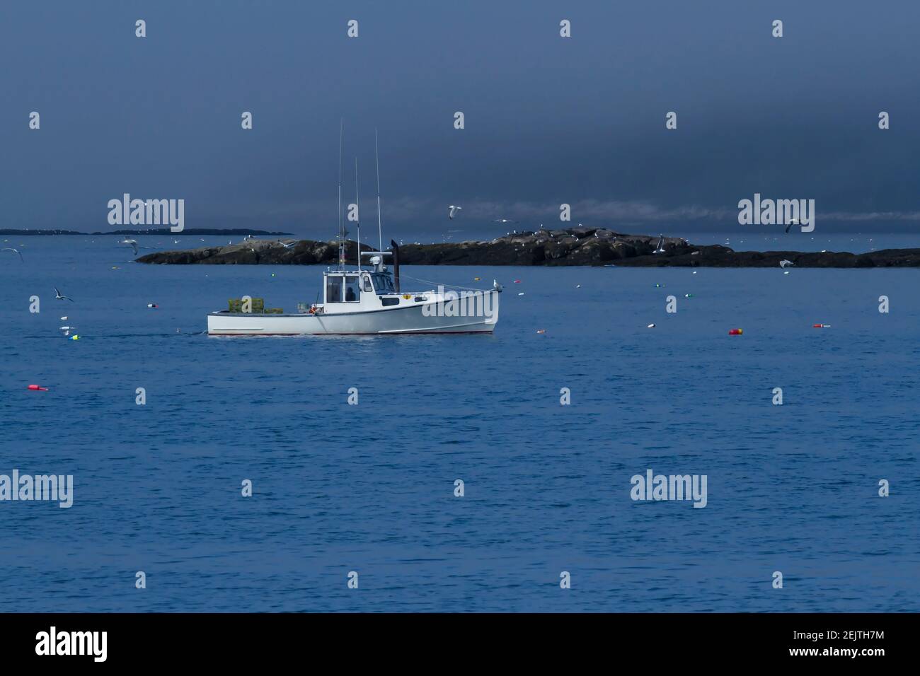 Una barca di aragosta circondata da gabbiani. Foto Stock