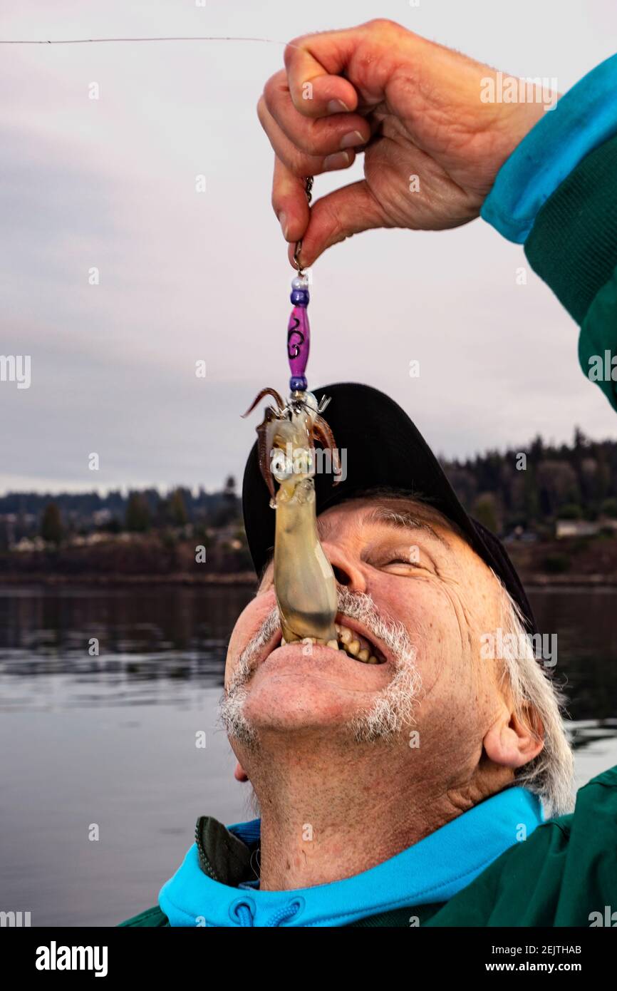 WA20080-00...... WASHINGTON - Phil Russel cattura un calamaro sul Puget Sound e gli dà un rapido morso prima di metterlo nel secchio di presa. Foto Stock
