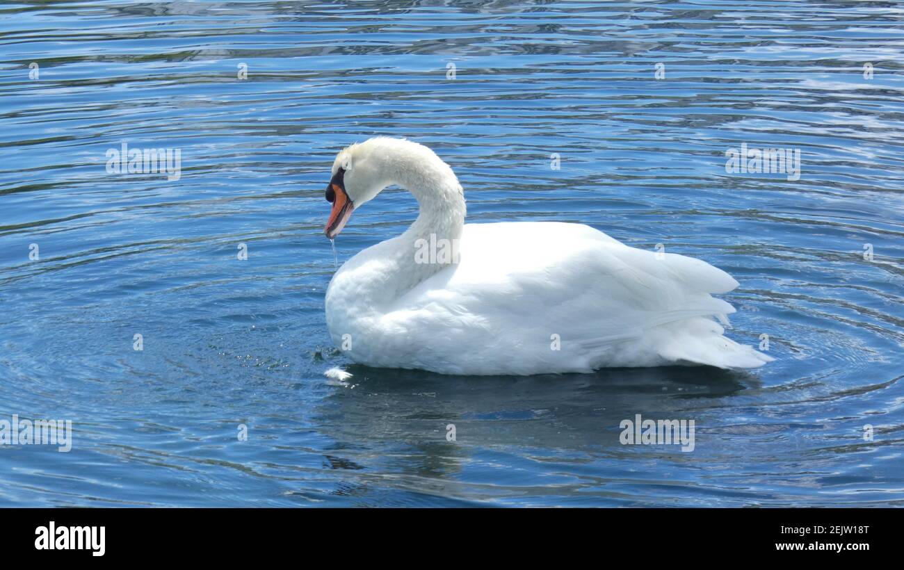 White Swan nuotare sul lago Eola Park Orlando Florida Picture Modello sfondo immagine Foto Stock
