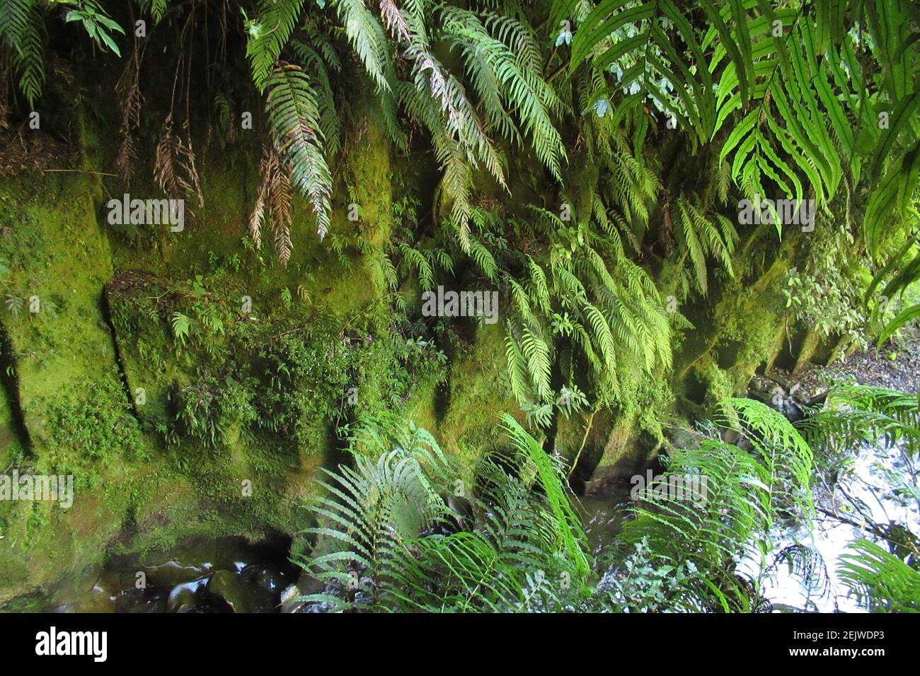 Verde lussureggiante felci nativi che crescono sulla parete del canyon Foto Stock