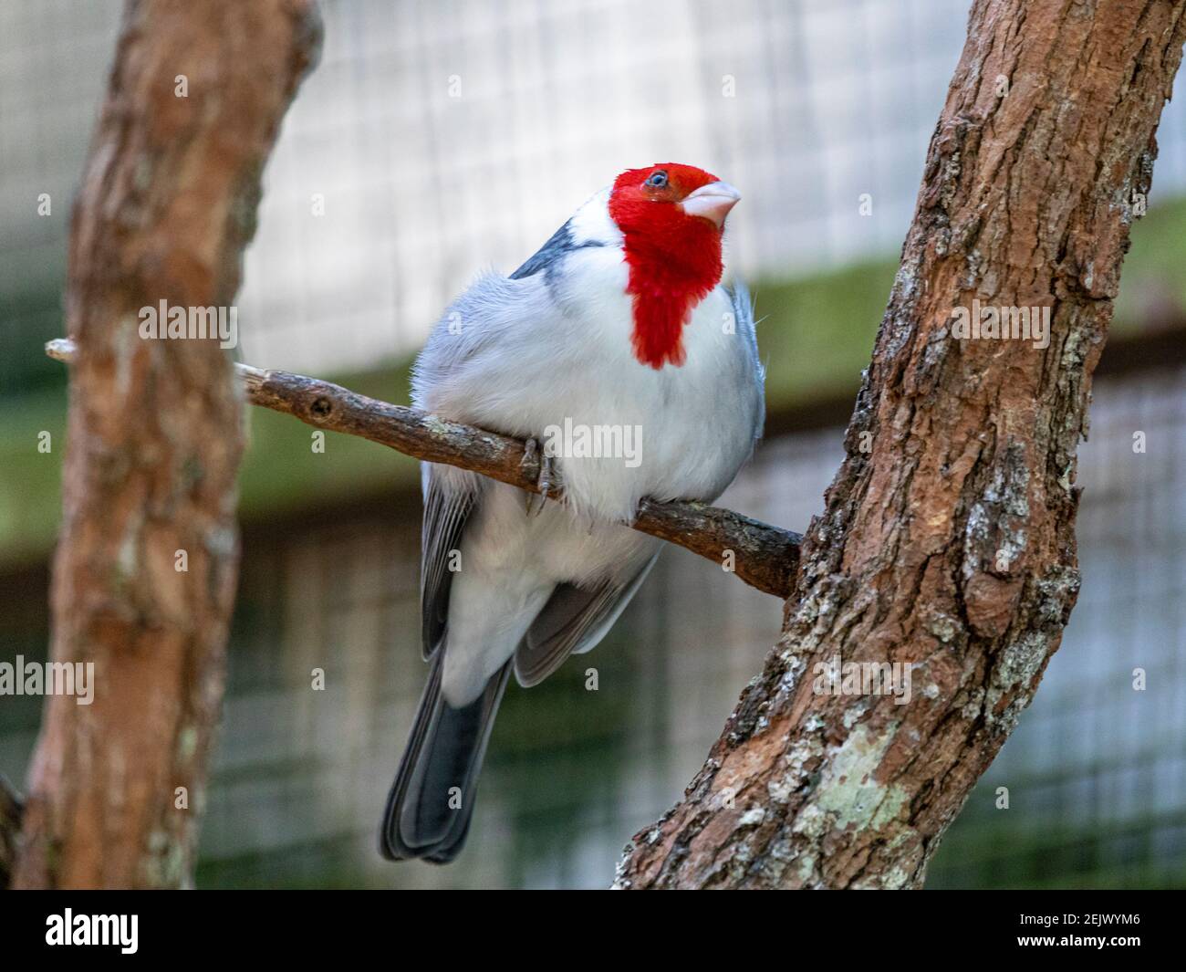 I cardinali a testa rossa o i cardinali-Tanagers (non essendo vicini ai Cardinalidae) sono un genere di corbani. Erano fino a poco tempo fa Foto Stock