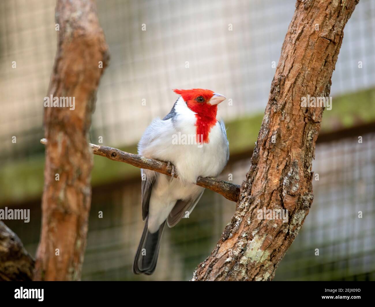 I cardinali a testa rossa o i cardinali-Tanagers (non essendo vicini ai Cardinalidae) sono un genere di corbani. Erano fino a poco tempo fa Foto Stock