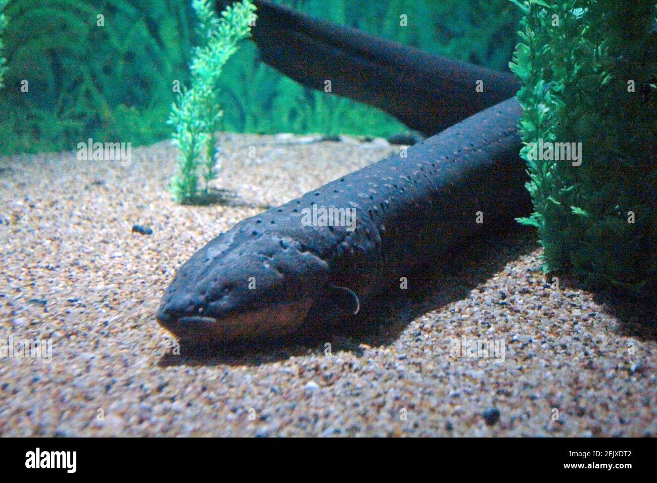 L'acquario oceanico di Shanghaiï¼ŒCHINA-Shanghai è uno dei più grandi  acquari marini artificiali del mondo, con un'area espositiva biologica ed  ecologica unica nel bacino del fiume Yangtze in Cina. Partendo dal fiume  Yangtze,