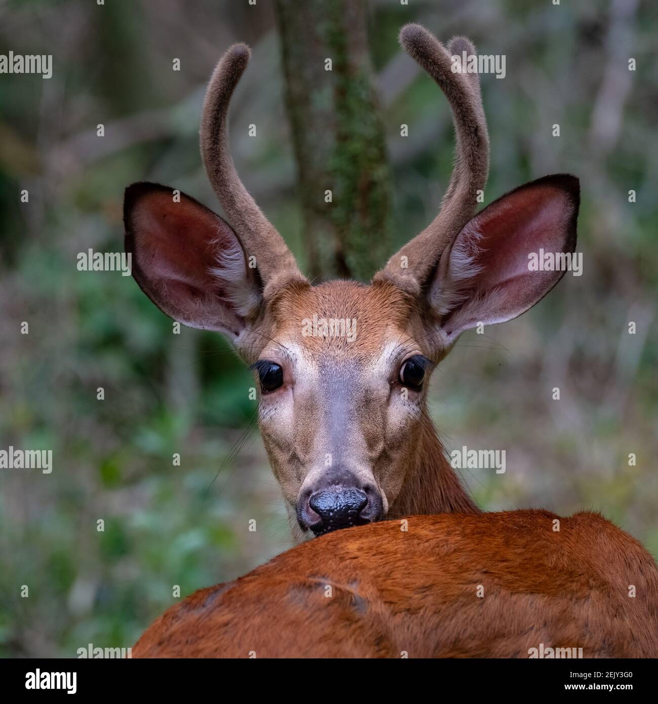 Un buck di cervo dalla coda bianca (Odocoileus virginianus) con antlers ricoperti di velluto posa al sole estivo. Foto Stock