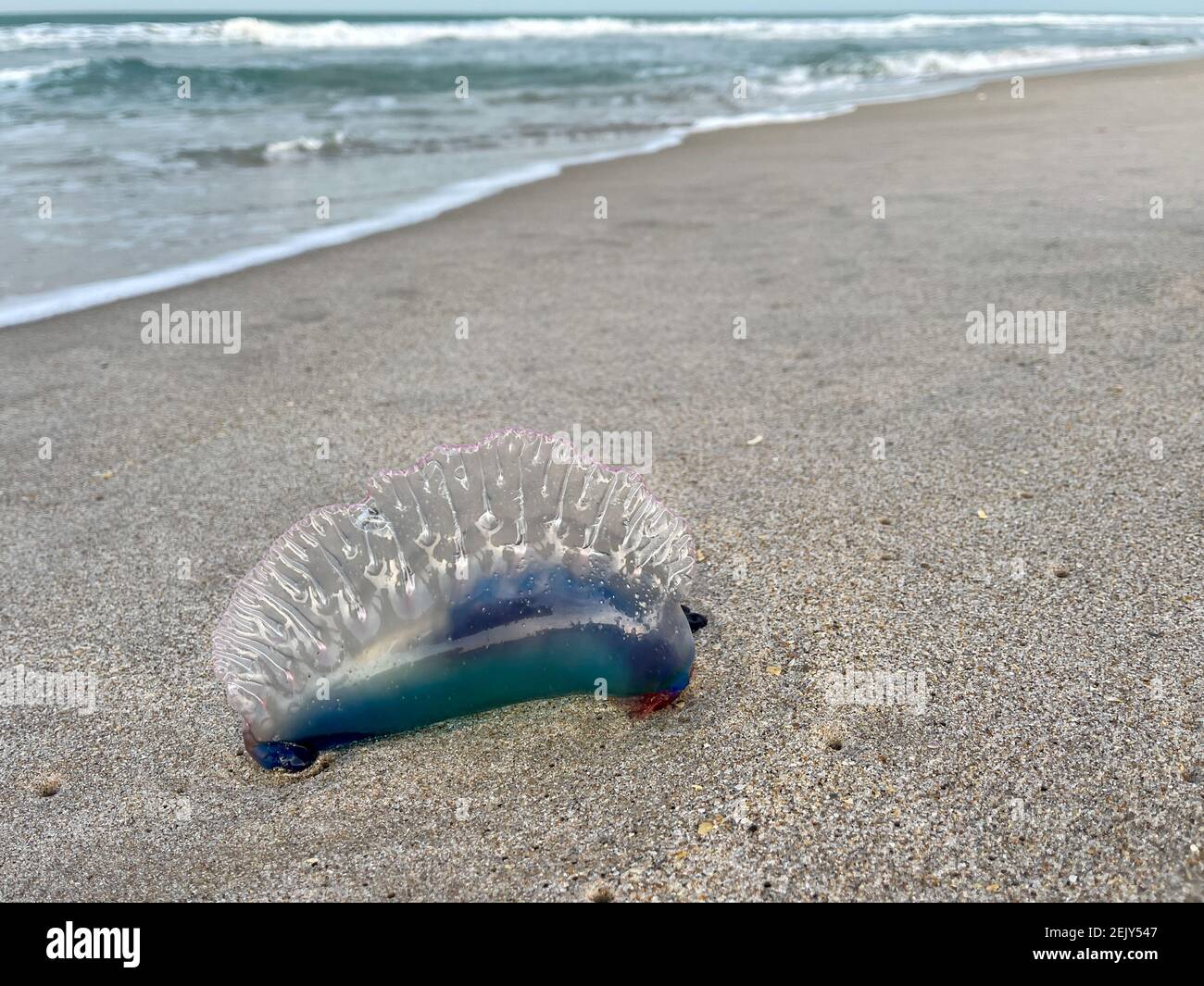 Una medusa portoghese uomo o guerra che si trova su una spiaggia dell'Oceano Atlantico in Florida. Foto Stock