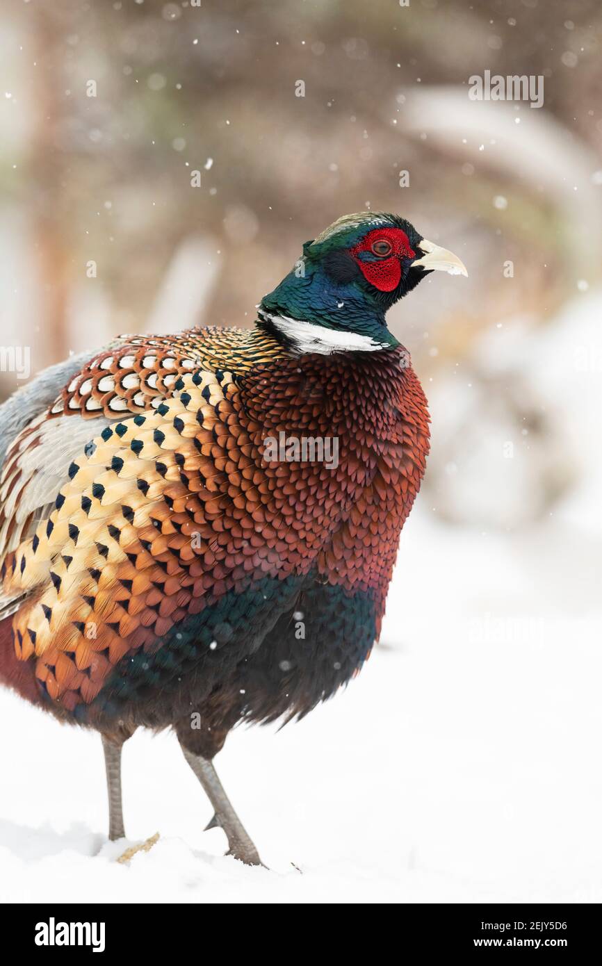 Un fagiano gallo nella neve in South Dakota in una ...