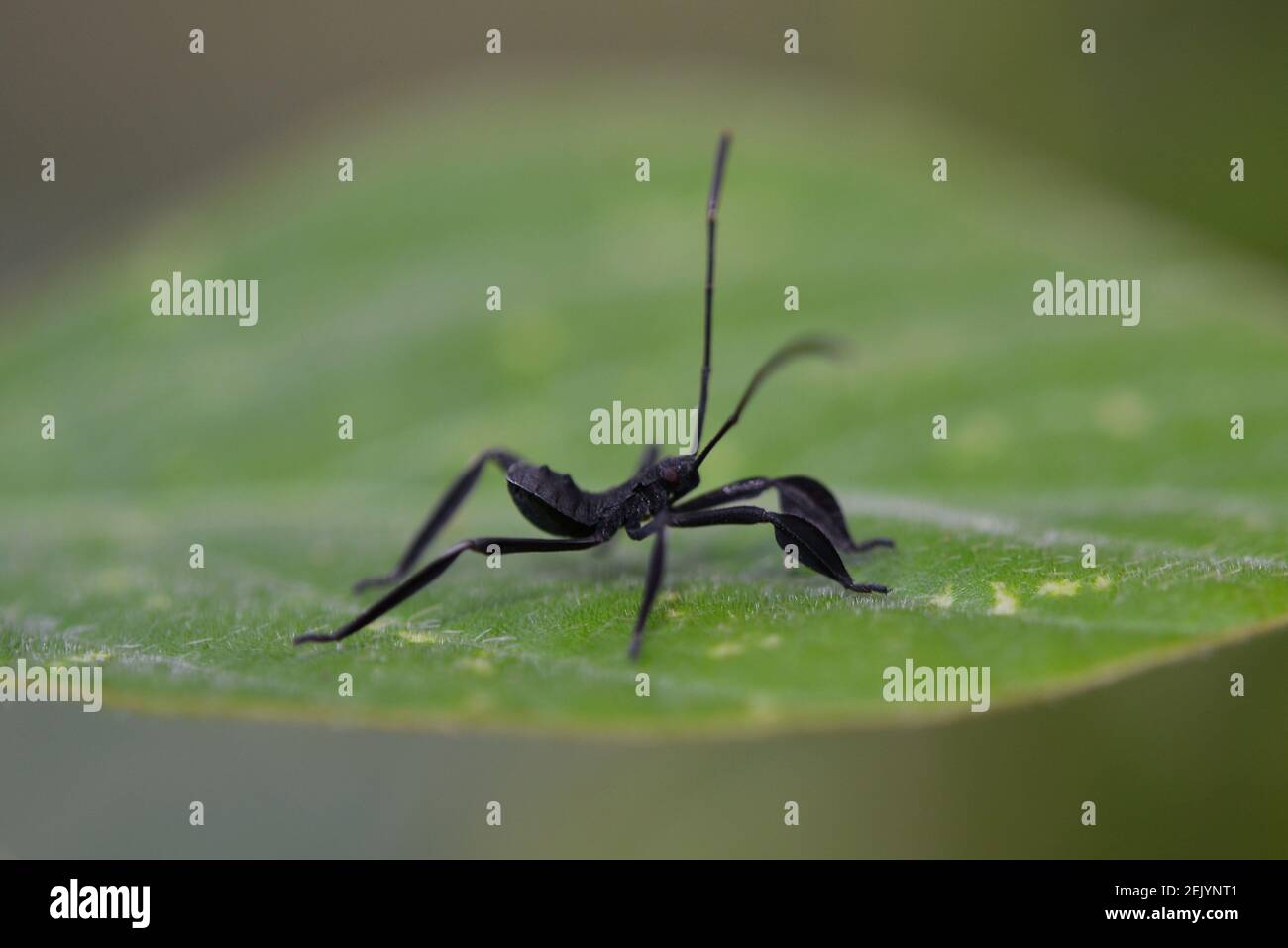 Cova Bug con piede di foglia, famiglia Coreidae, su foglia, Klungkung, Bali, Indonesia Foto Stock