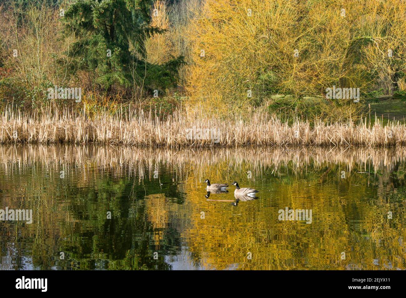 Canada Geese, stagno, Jericho Park, Vancouver, British Columbia, Canada Foto Stock