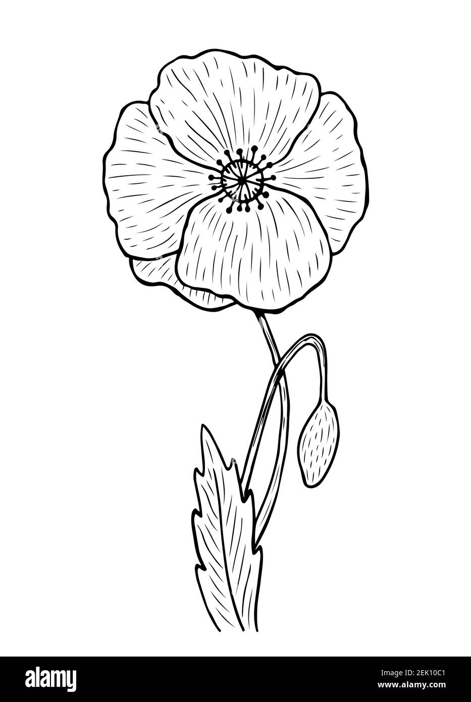 Papavero con gambo e foglie isolate su sfondo bianco. Illustrazione vettoriale disegnata a mano in stile line art. Illustrazione Vettoriale