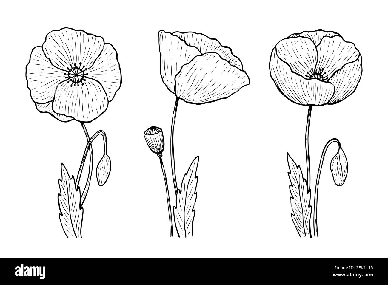 Set di pop-py outline. Illustrazione vettoriale disegnata a mano in stile line art. Schizzi di fiori di primavera. Illustrazione Vettoriale