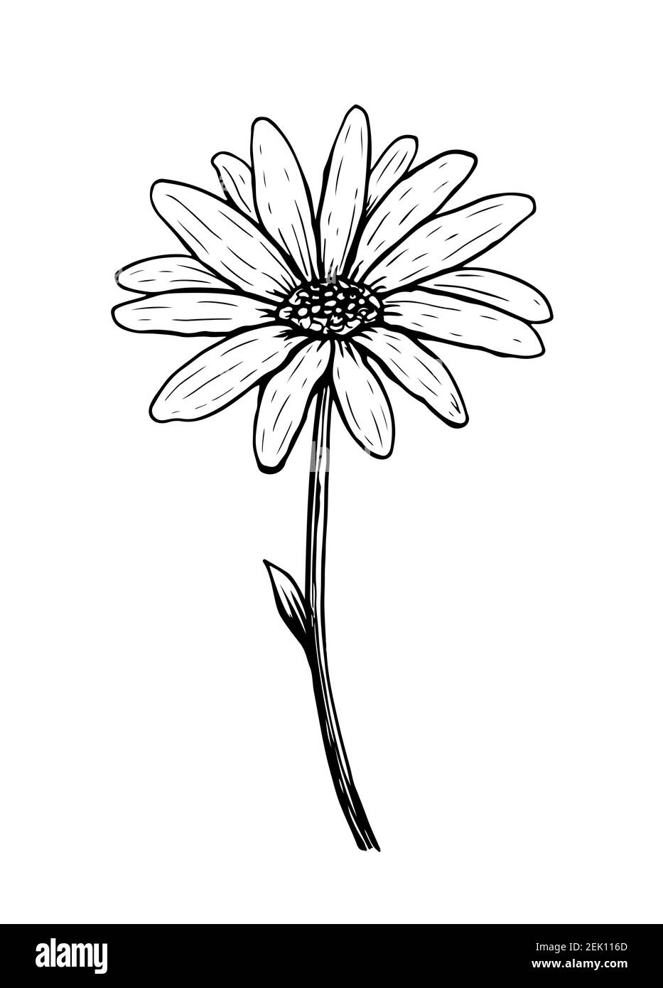 Doodle Daisy fiore isolato su sfondo bianco. Schizzo della camomilla. Illustrazione vettoriale disegnata a mano in stile line art. Illustrazione Vettoriale