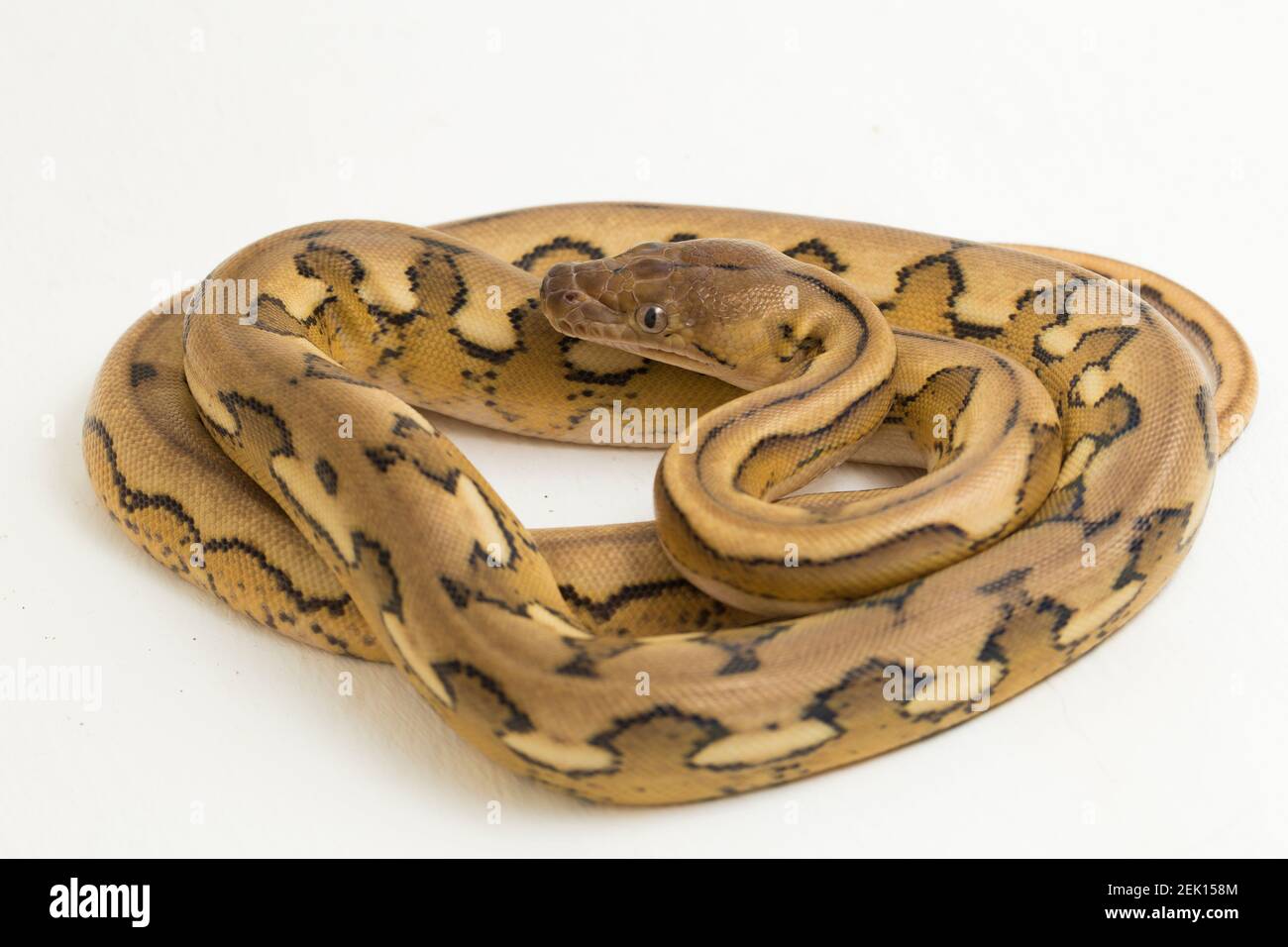 serpente di pitone reticolato con tigre di platino Foto Stock