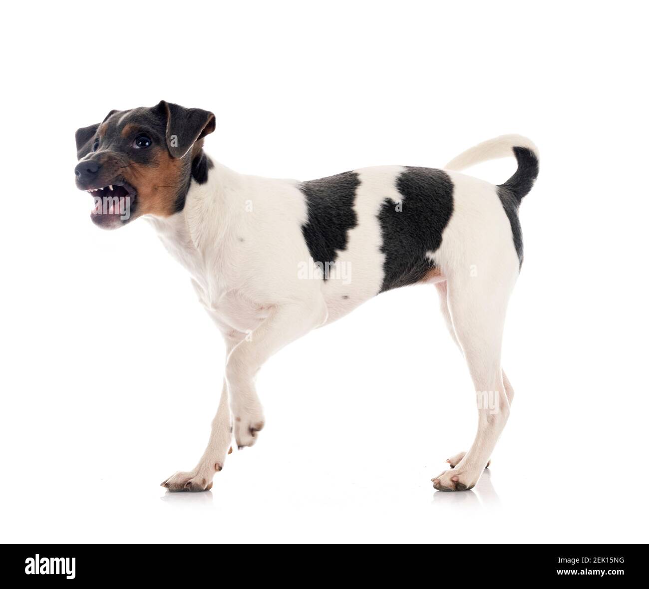Terrier brasiliano di fronte a uno sfondo bianco Foto Stock