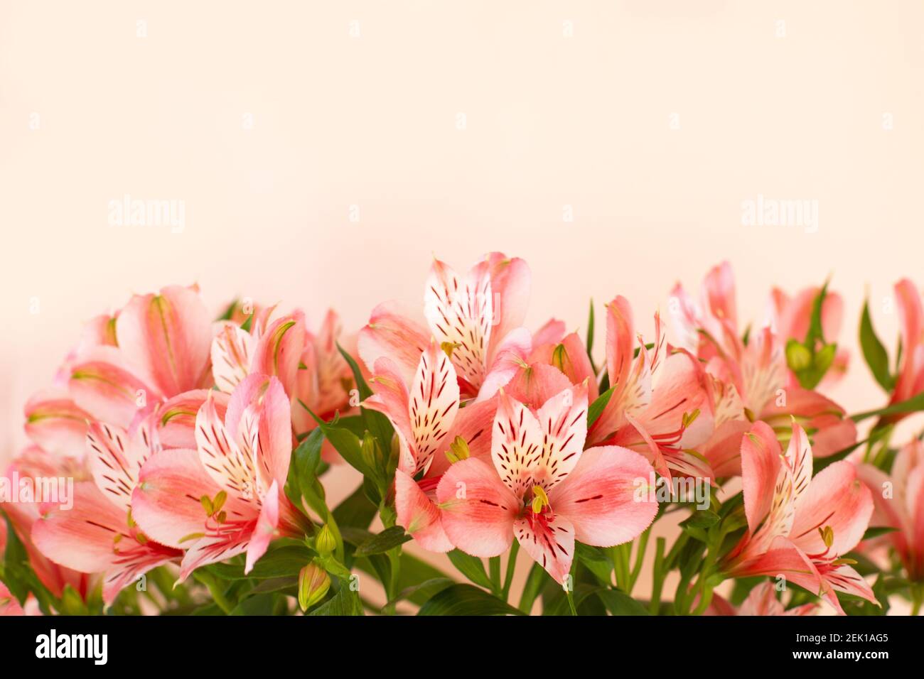 Bel bouquet di fiori di alstroemeria su sfondo chiaro. Informazioni sul biglietto di auguri. Bouquet di nozze elegante composizione floreale. Spazio di copia Foto Stock
