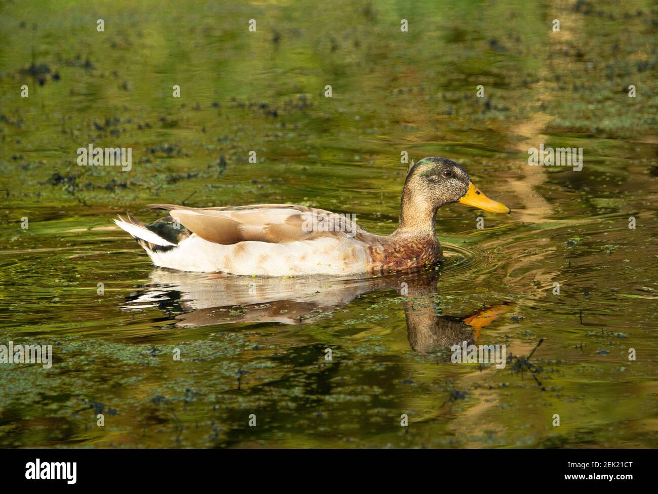 anatra immatura che dabbling nuotare sul canale con un riflesso Foto Stock