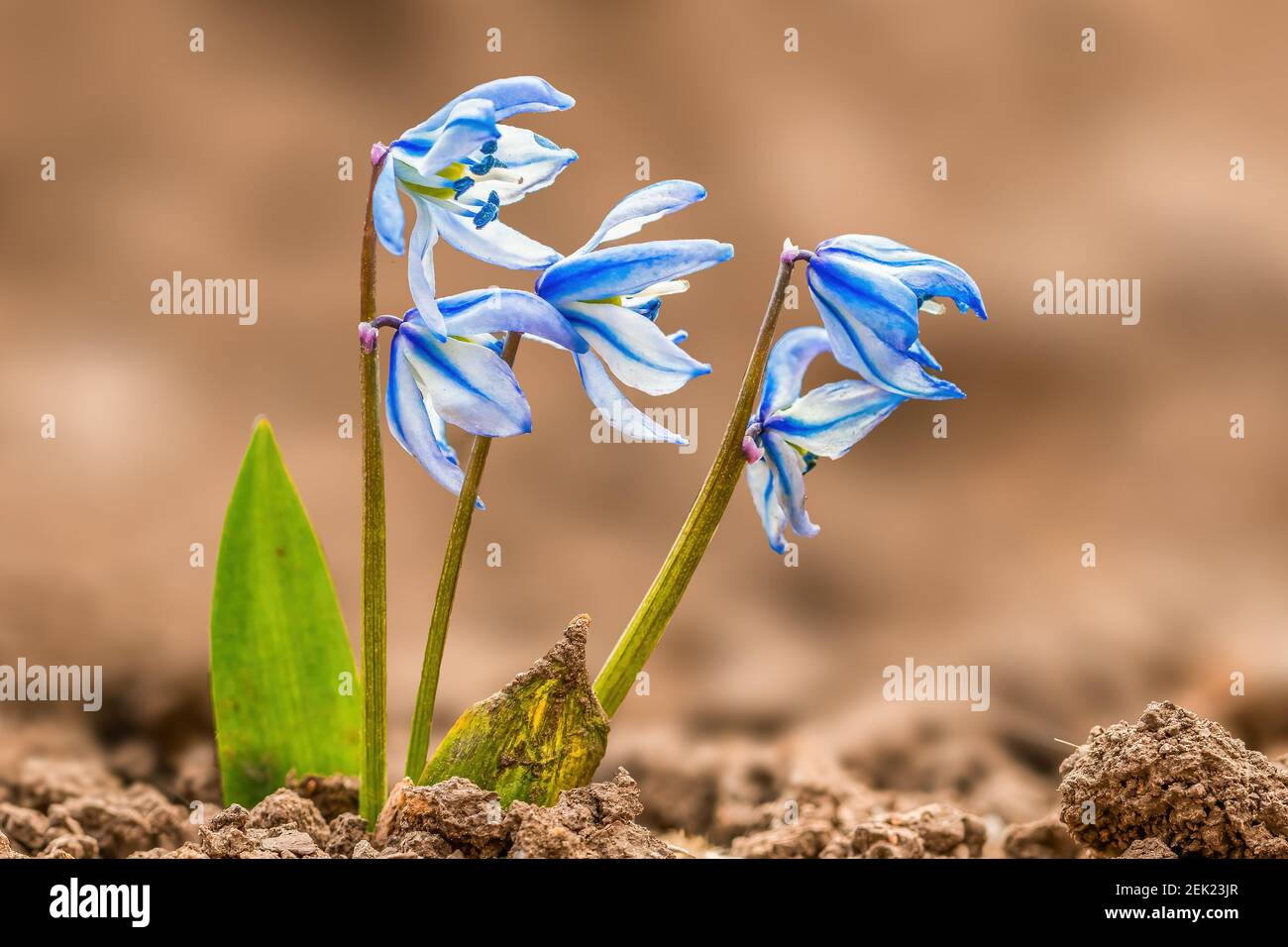 Primi fiori nel giardino di primavera all'inizio di l'anno Foto Stock