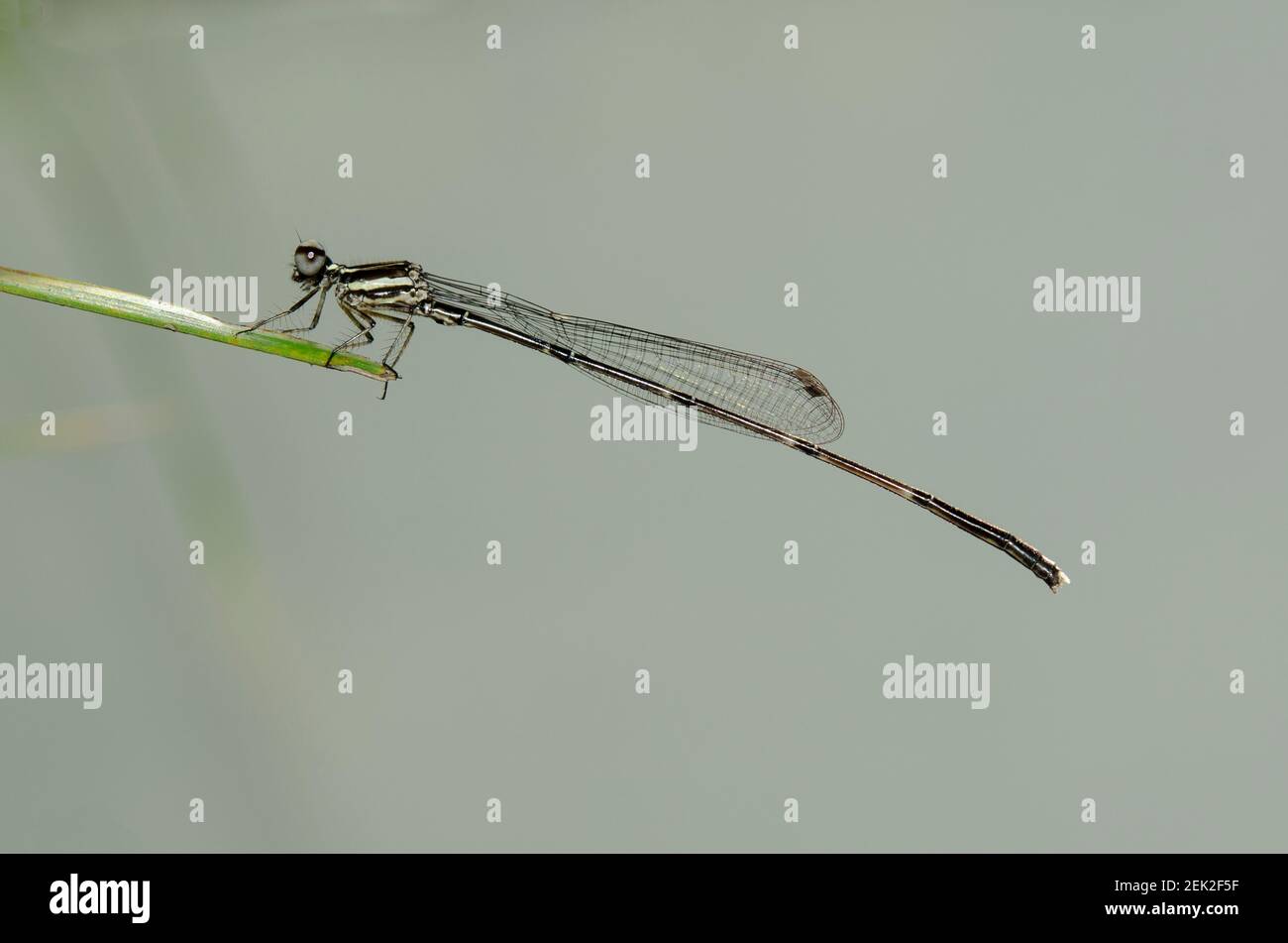 Black Threadtail Damselfly, Prodasineura autumnalis, a foglia, Klungkung, Bali, Indonesia Foto Stock