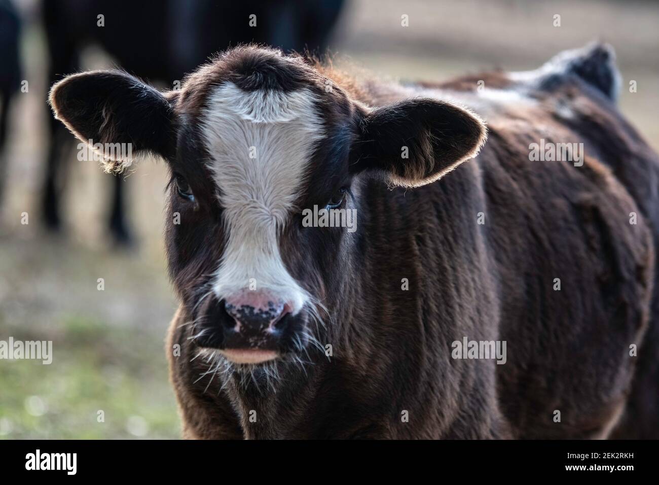 Ritratto di un carino vitello di manzo angus crossbred con una bizzarone sul viso. Foto Stock