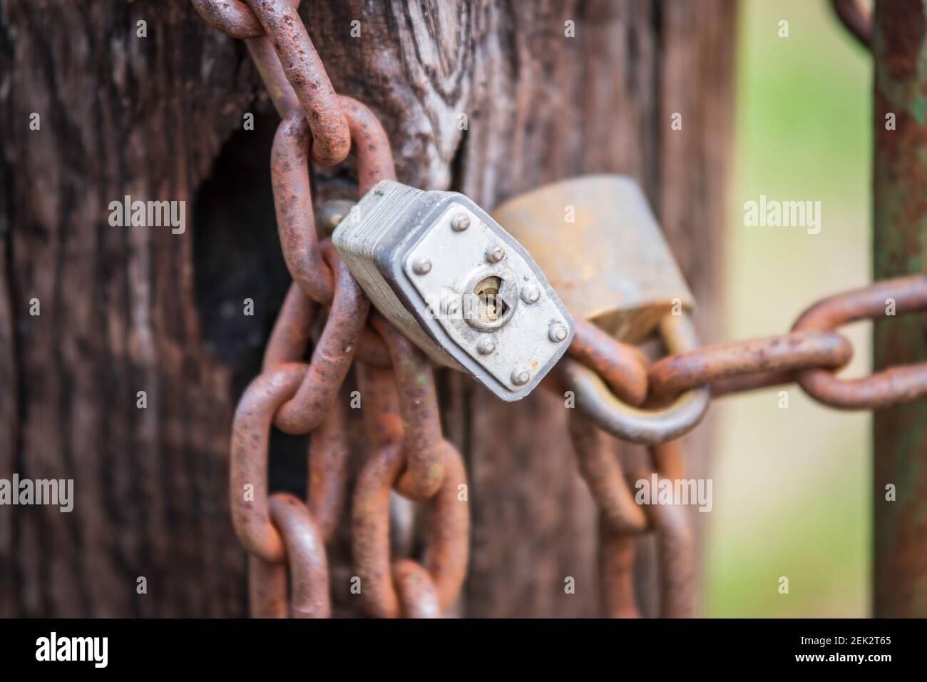 Due serrature su una vecchia catena arrugginita, che fissano un cancello di bestiame, con fuoco selettivo su un blocco. Foto Stock