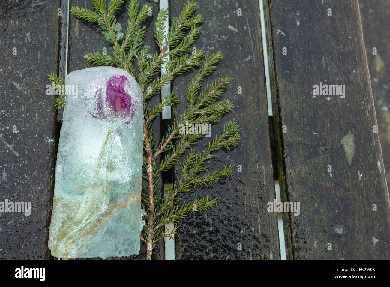 pezzo di ghiaccio in esso fiore congelato, ramo verde su sfondo di legno. Foto di alta qualità Foto Stock
