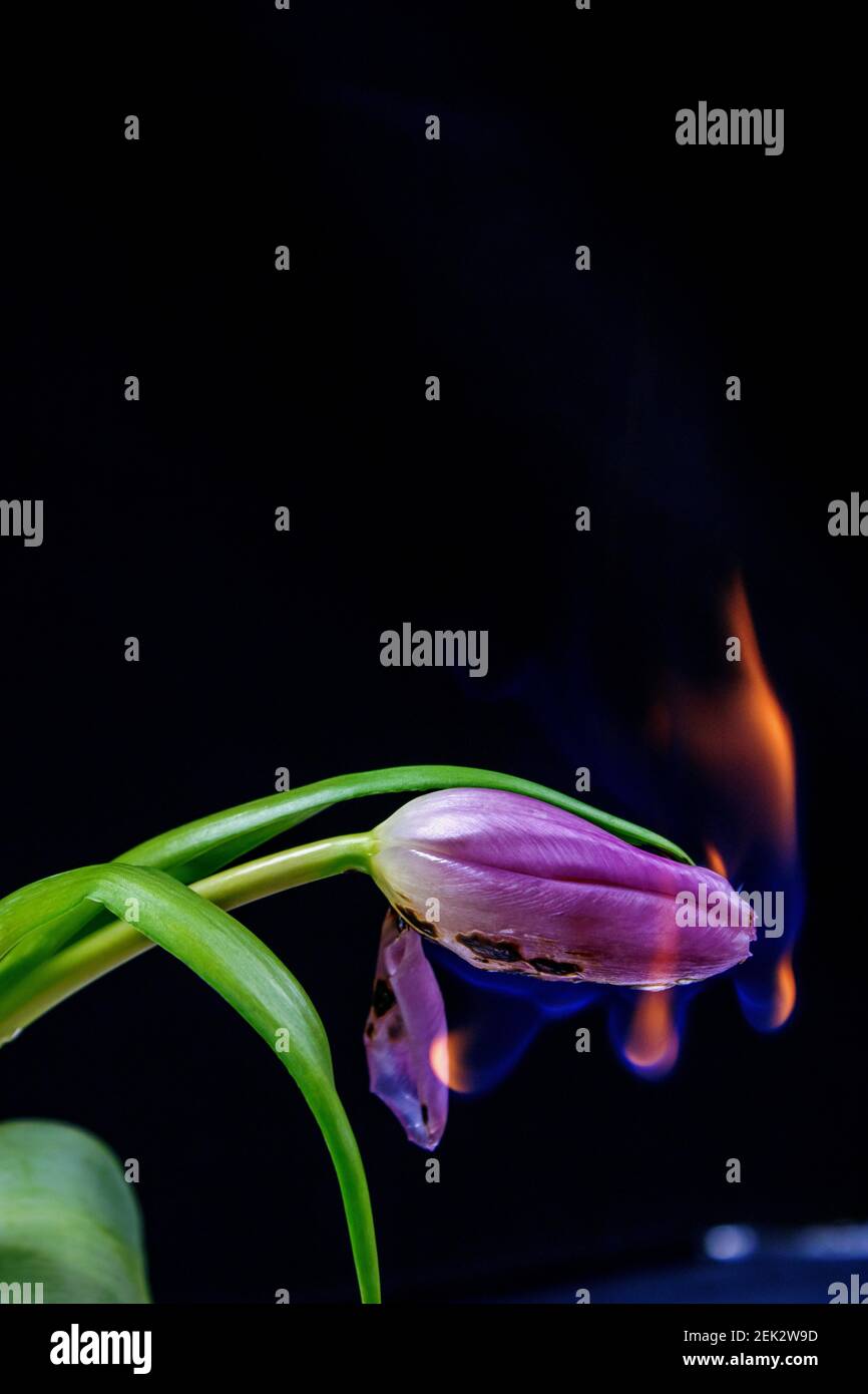 Tulipani 1 e 2 in fiamme Foto Stock