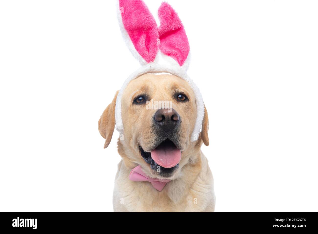 bel cane labrador retriever con orecchie e viscere rosa coniglietto si  stacca dalla lingua su sfondo bianco Foto stock - Alamy