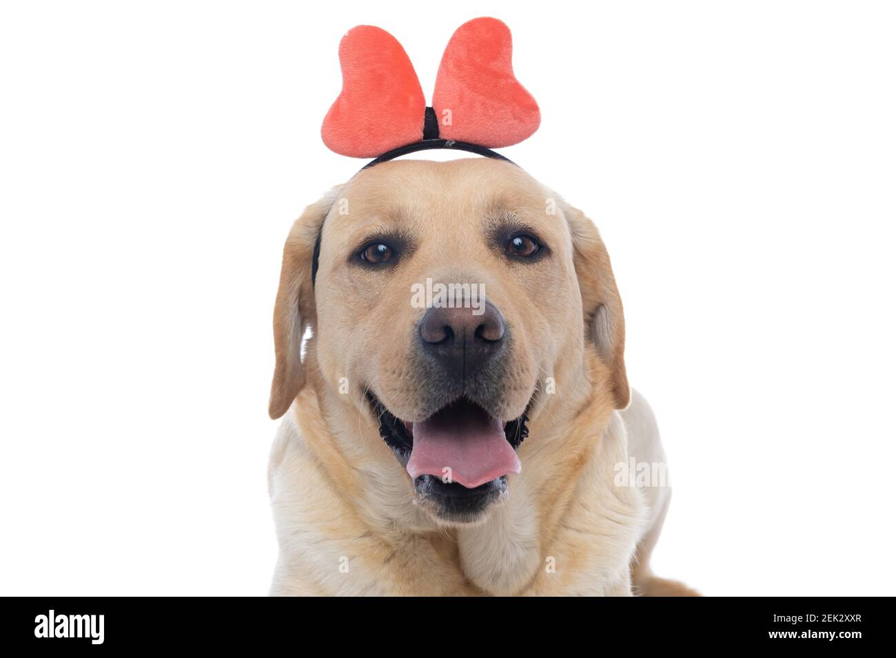 happy labrador retriever cane ansing e indossare una farfalla rosa archetto su sfondo bianco Foto Stock