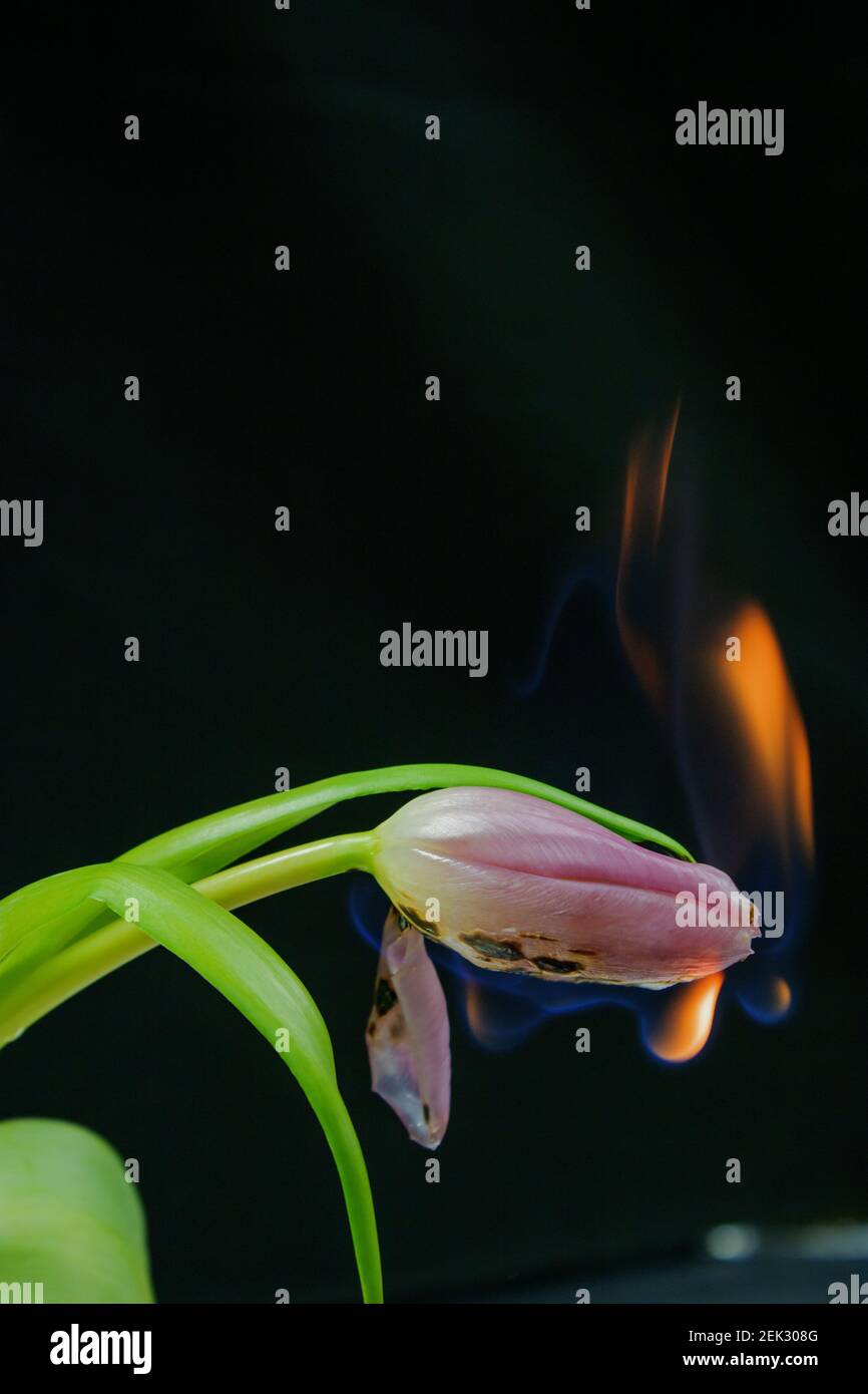 Tulipani 1 e 2 in fiamme Foto Stock