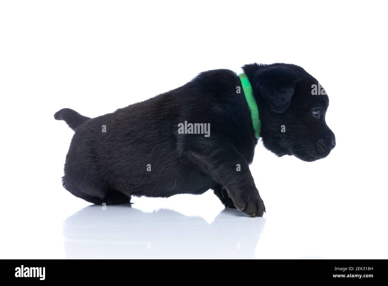 vista laterale dell'adorabile cucciolo di labrador retriever con colletto verde intorno al collo camminando isolato su sfondo bianco in studio Foto Stock