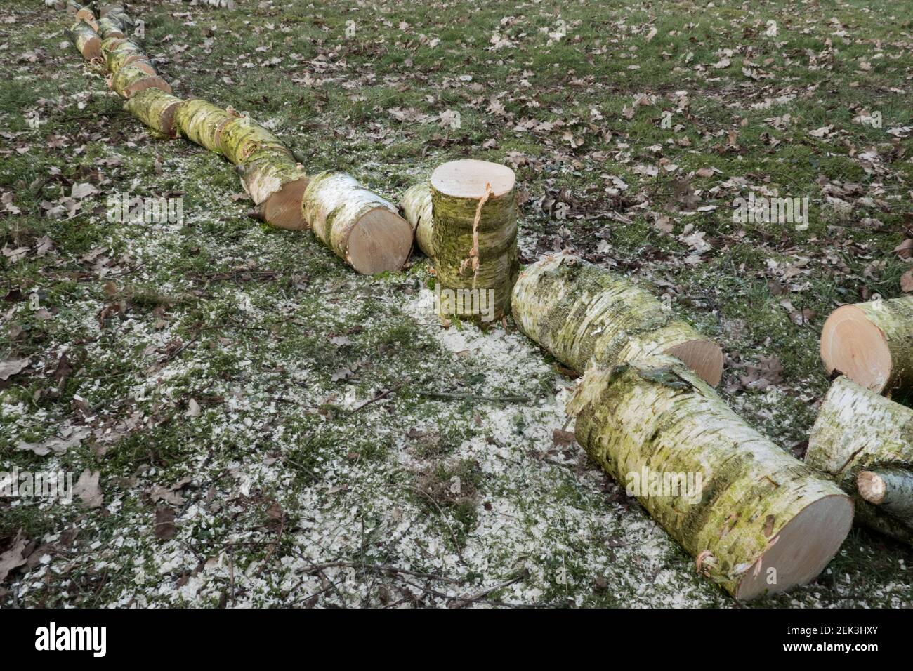 Un albero di betulla tagliato, tagliato a pezzi, sdraiato su un prato Foto Stock