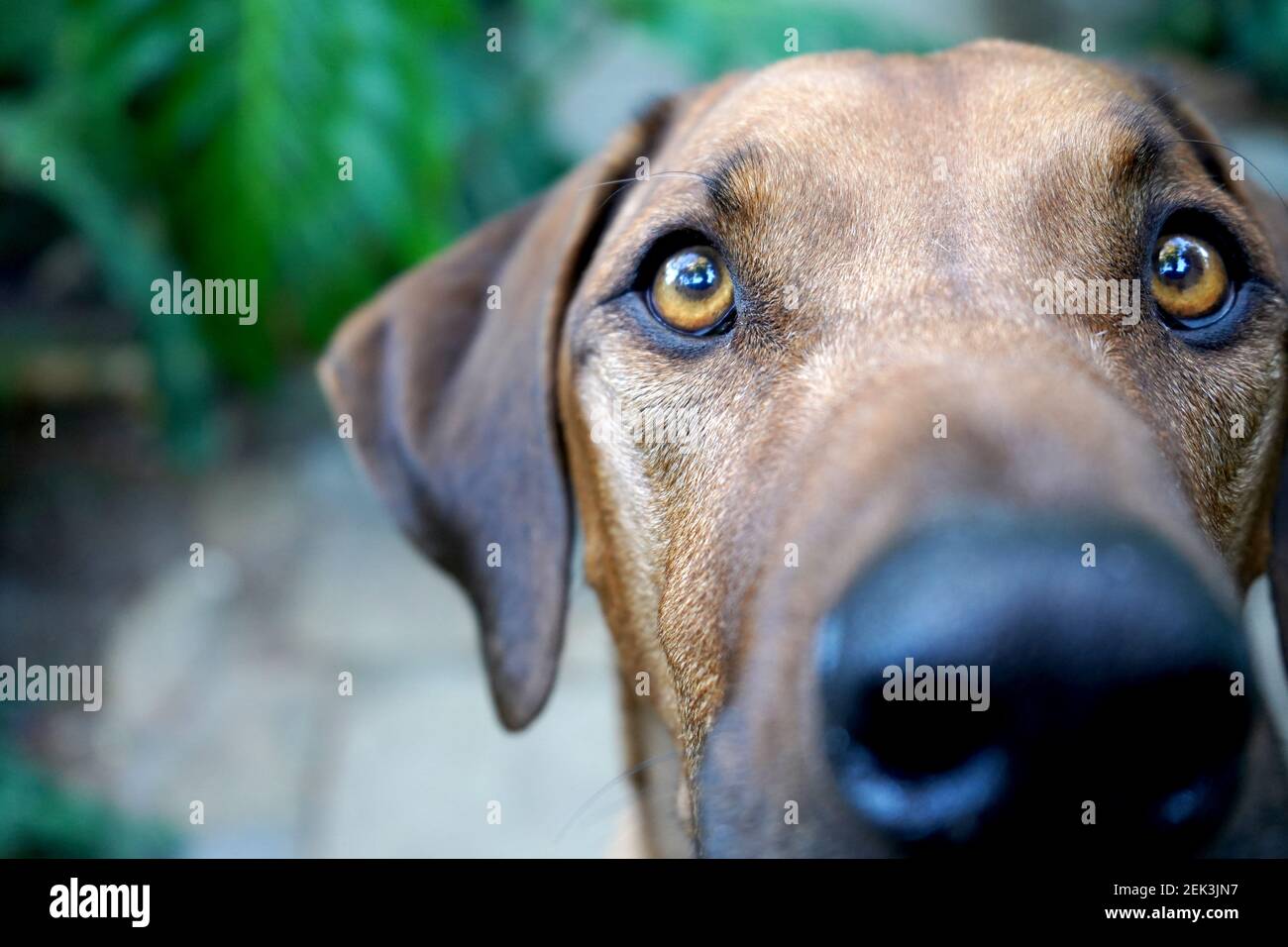 Primo piano di un grande cane marrone che guarda la macchina fotografica Foto Stock