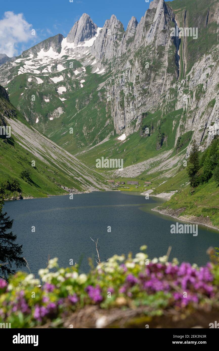 Vista su Fälensee con fiori bianchi e rosa in primo piano e montagne sullo sfondo, Appenzell regione, Svizzera, Alpstein Foto Stock