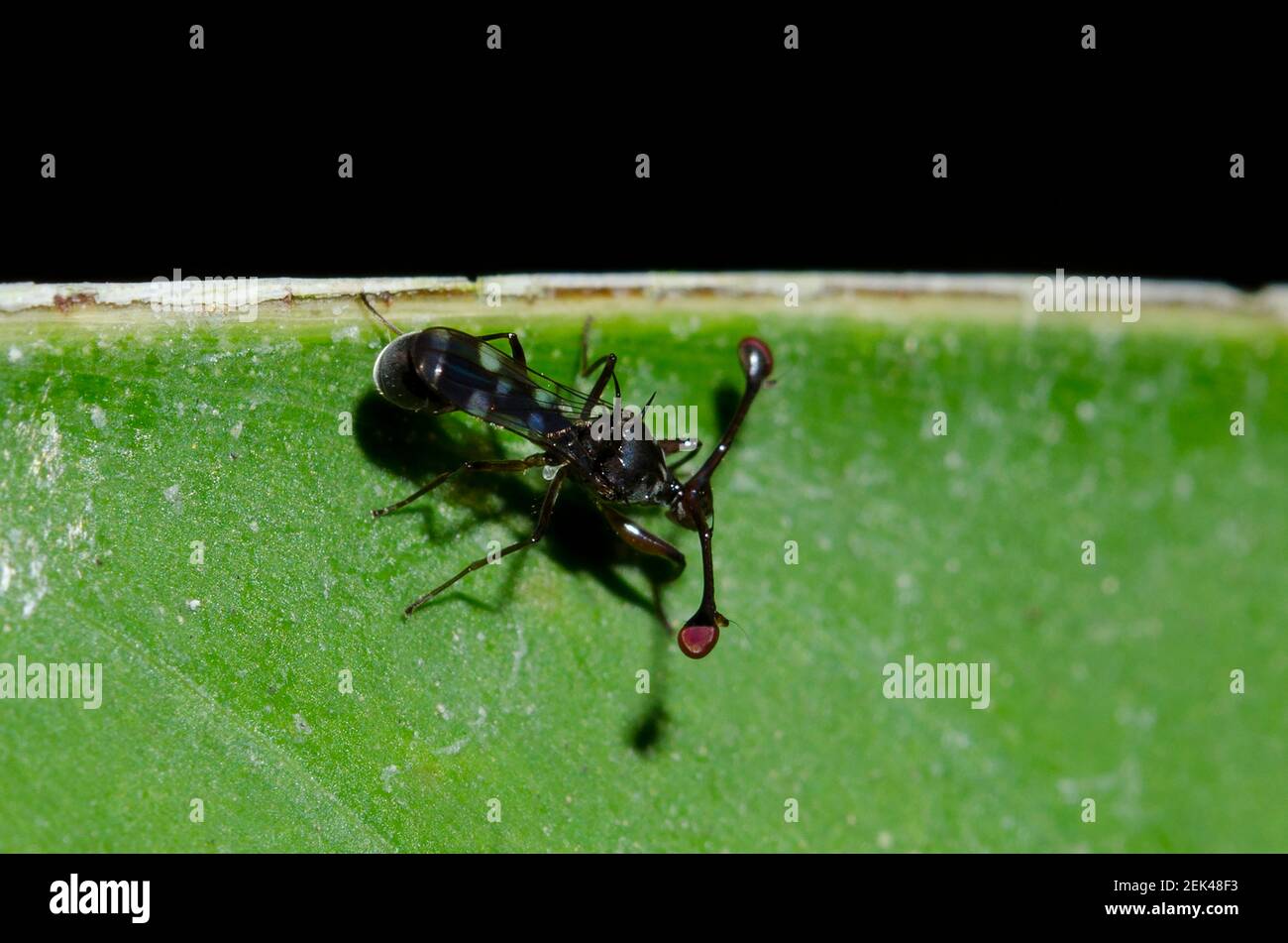 Volo con occhi spannocchiati, famiglia Diopsidae, a foglia, Klungkung, Bali, Indonesia Foto Stock