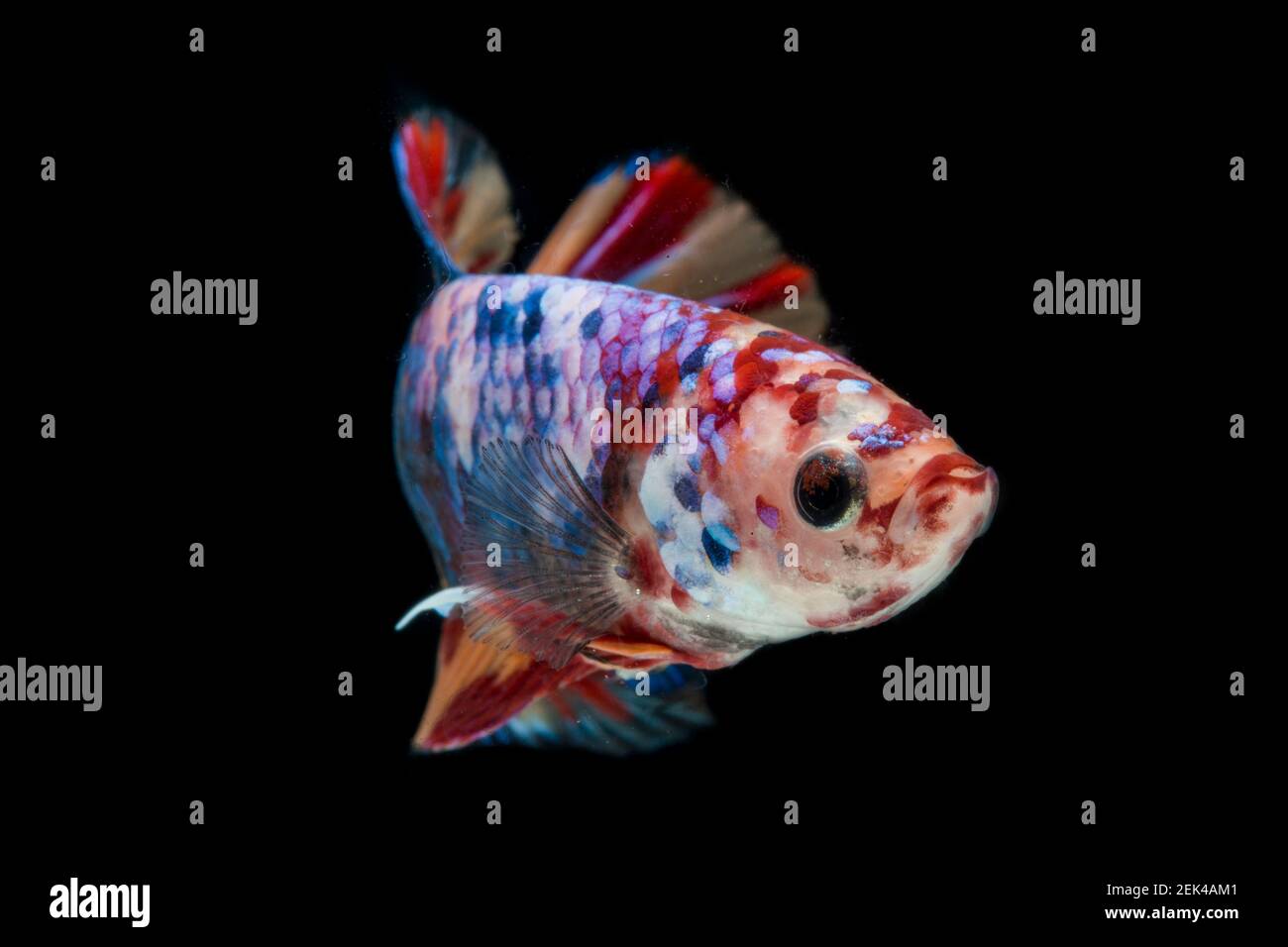 Primo piano di pesci di Betta colorati. Bel pesce da combattimento siamese, Fancy Betta splendens nemo leopardo rame isolato su sfondo nero. Foto Stock