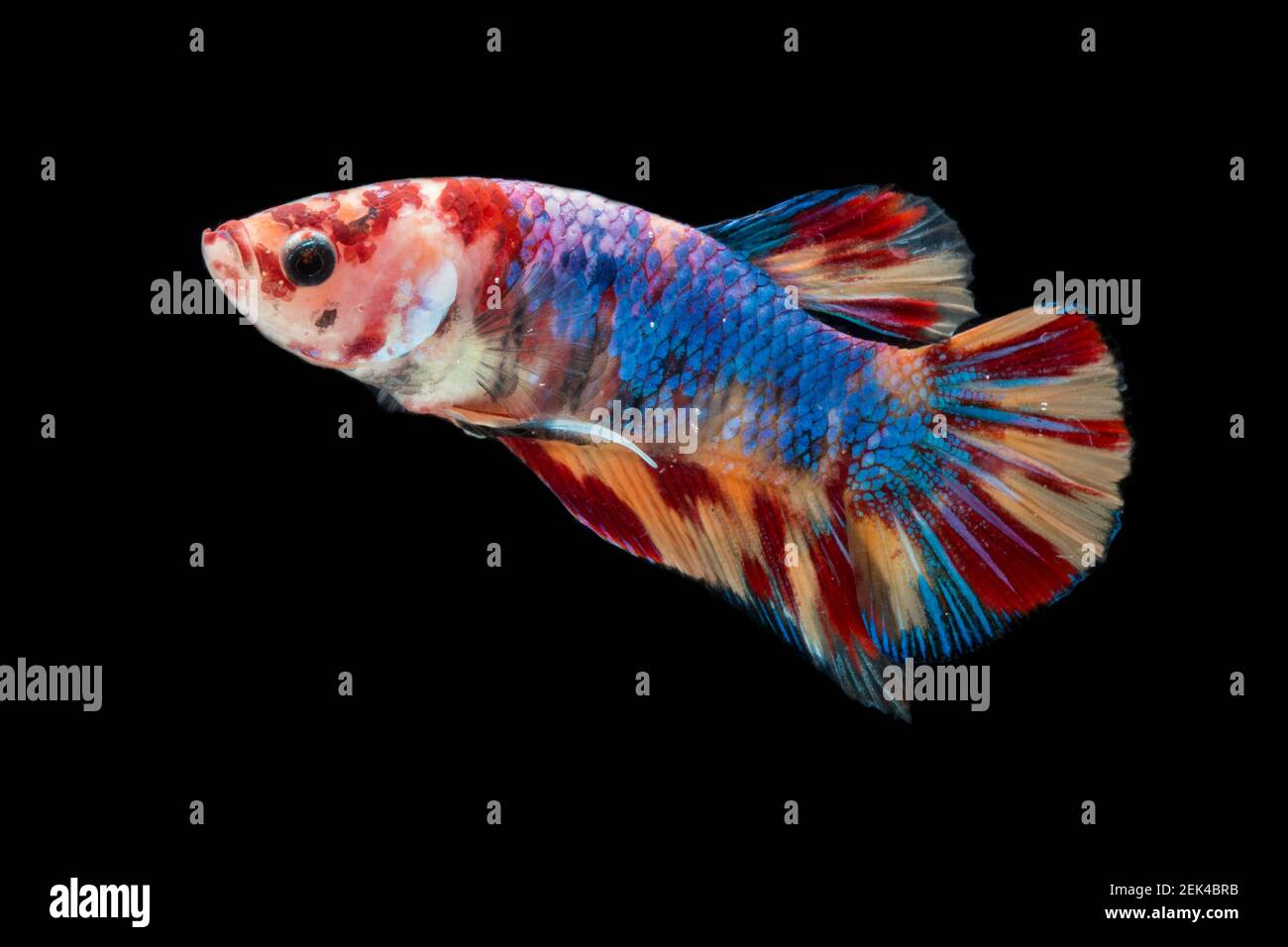 Primo piano di pesci di Betta colorati. Bel pesce da combattimento siamese, Fancy Betta splendens nemo leopardo rame isolato su sfondo nero. Foto Stock